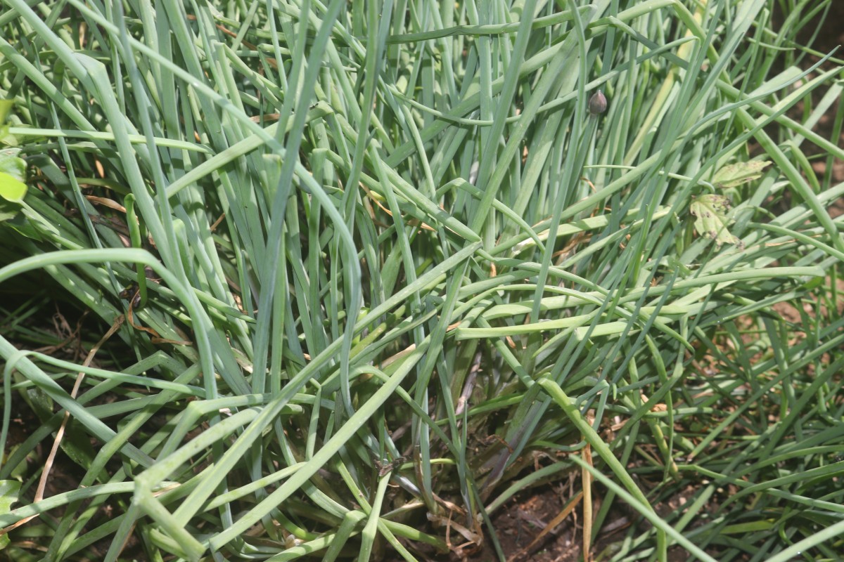 Allium schoenoprasum L.